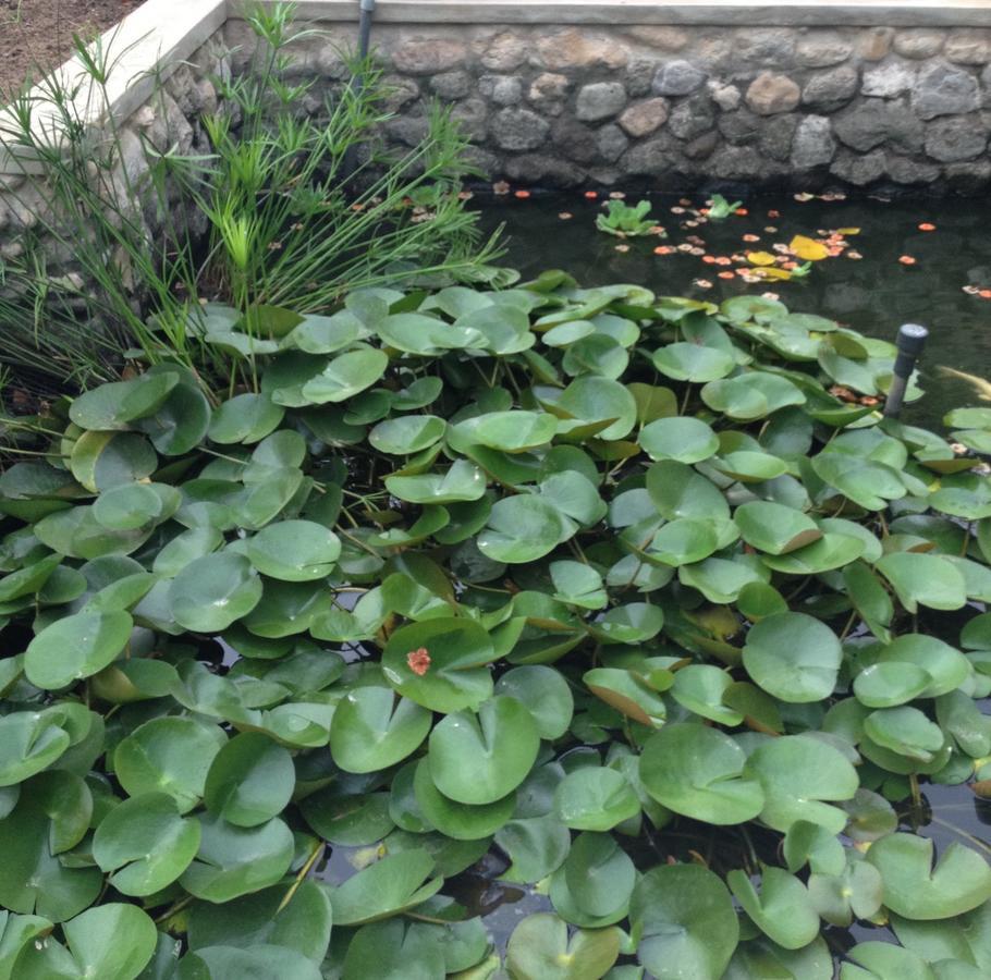 Garden Roomz Oman マスカット エクステリア 写真