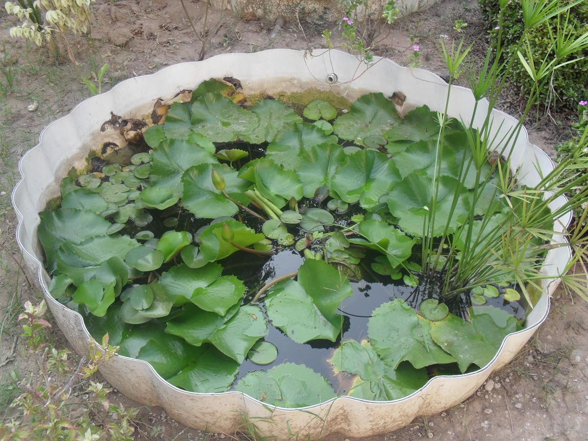 Garden Roomz Oman マスカット エクステリア 写真