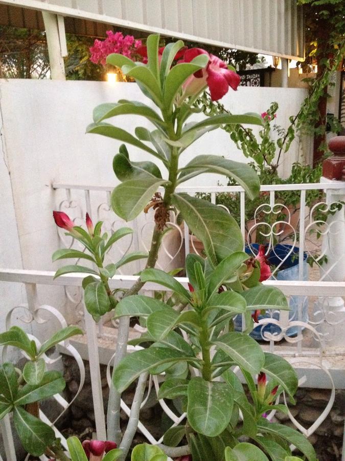 Garden Roomz Oman マスカット エクステリア 写真