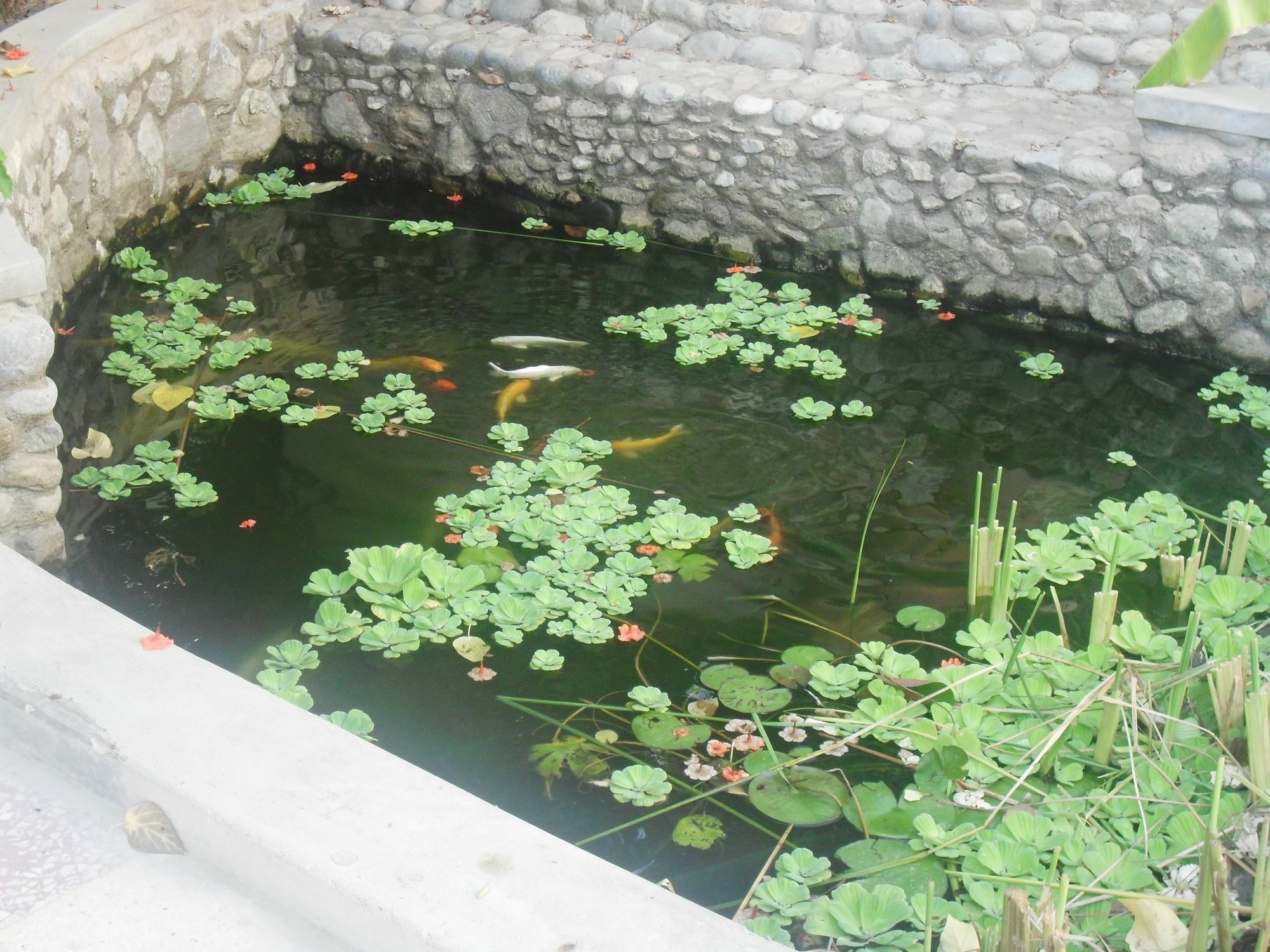 Garden Roomz Oman マスカット エクステリア 写真